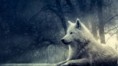 /album/fenykepgaleria/imagem-de-lobo-para-papel-de-parede-2-500x281-jpg/