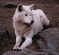 /album/fenykepgaleria/white-wolf-by-thylobscene-jpg/