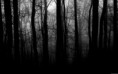 /album/fenykepgaleria/black-and-white-images-of-trees-7-cool-hd-wallpaper-jpg/